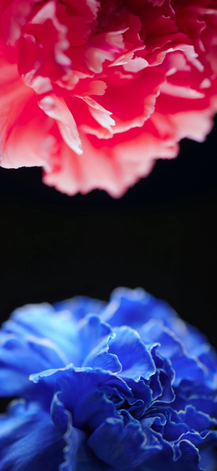 two red and blue flowers against a black background