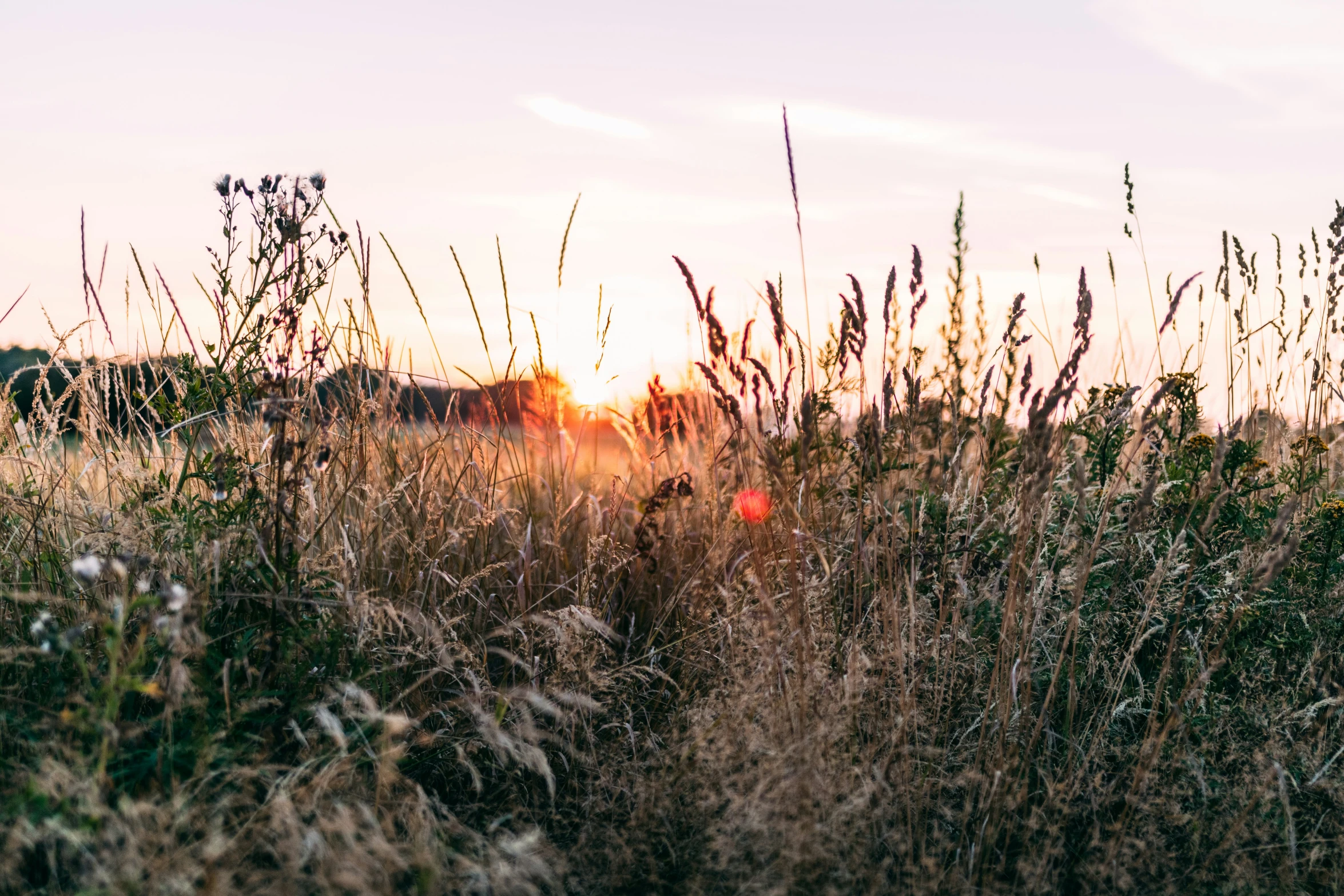 long grass with the sun setting in the distance