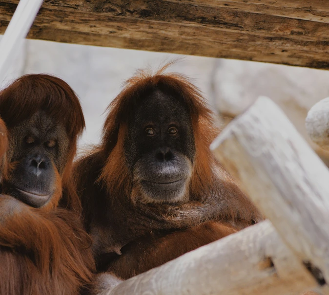 two adult oranguels in their habitat on display at the san diego zoo