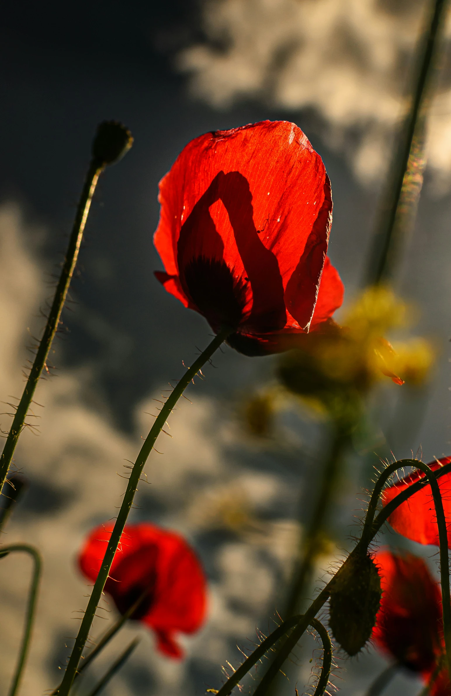 some very pretty red flowers against a cloudy sky