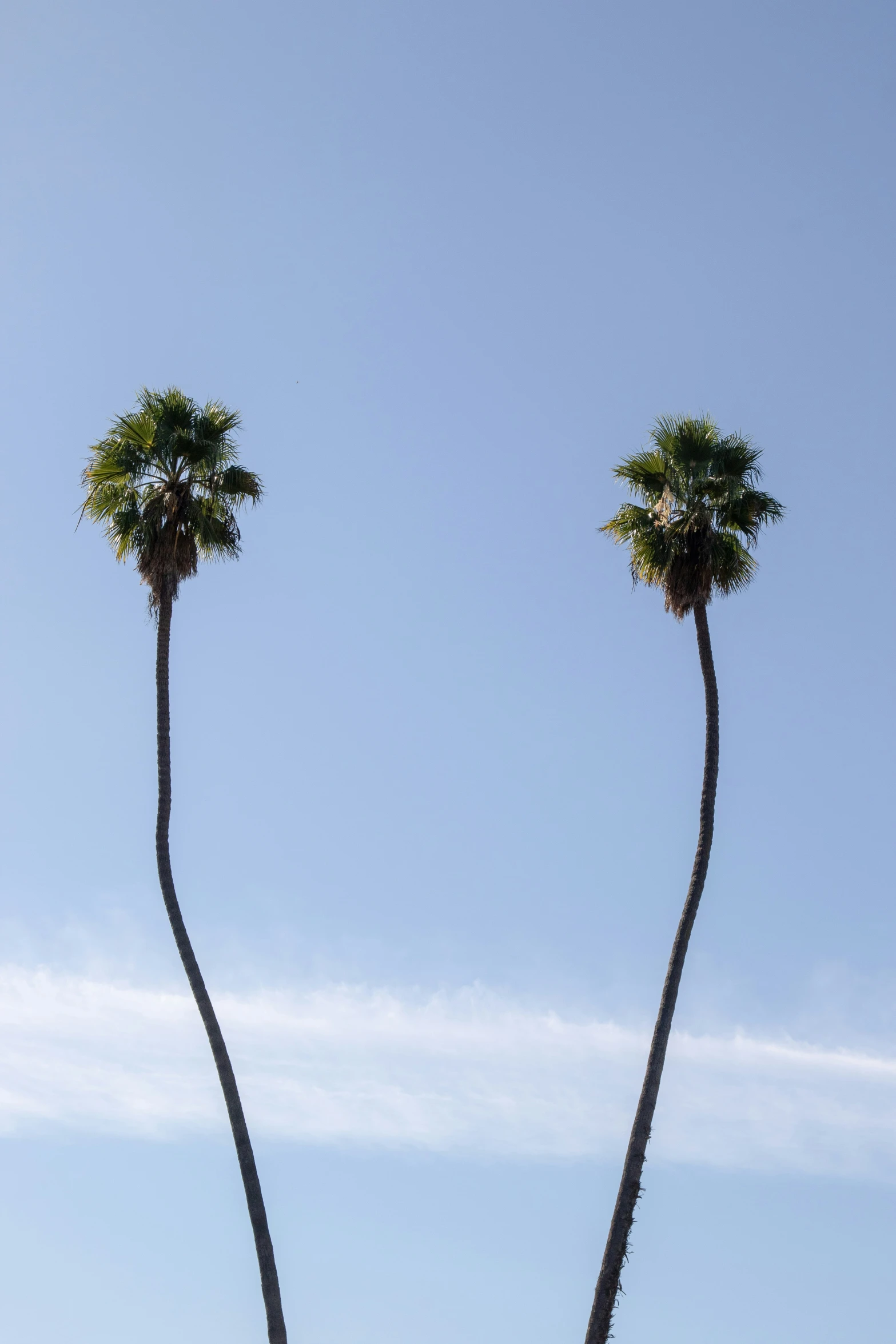 two tall trees reaching in the sky with a kite flying above