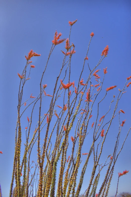 some red flowers some green plants and a blue sky