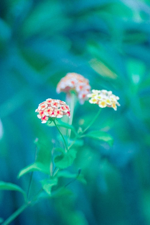 a bunch of flowers in the middle of grass