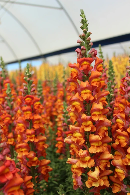 tall colorful flowers are growing in a field