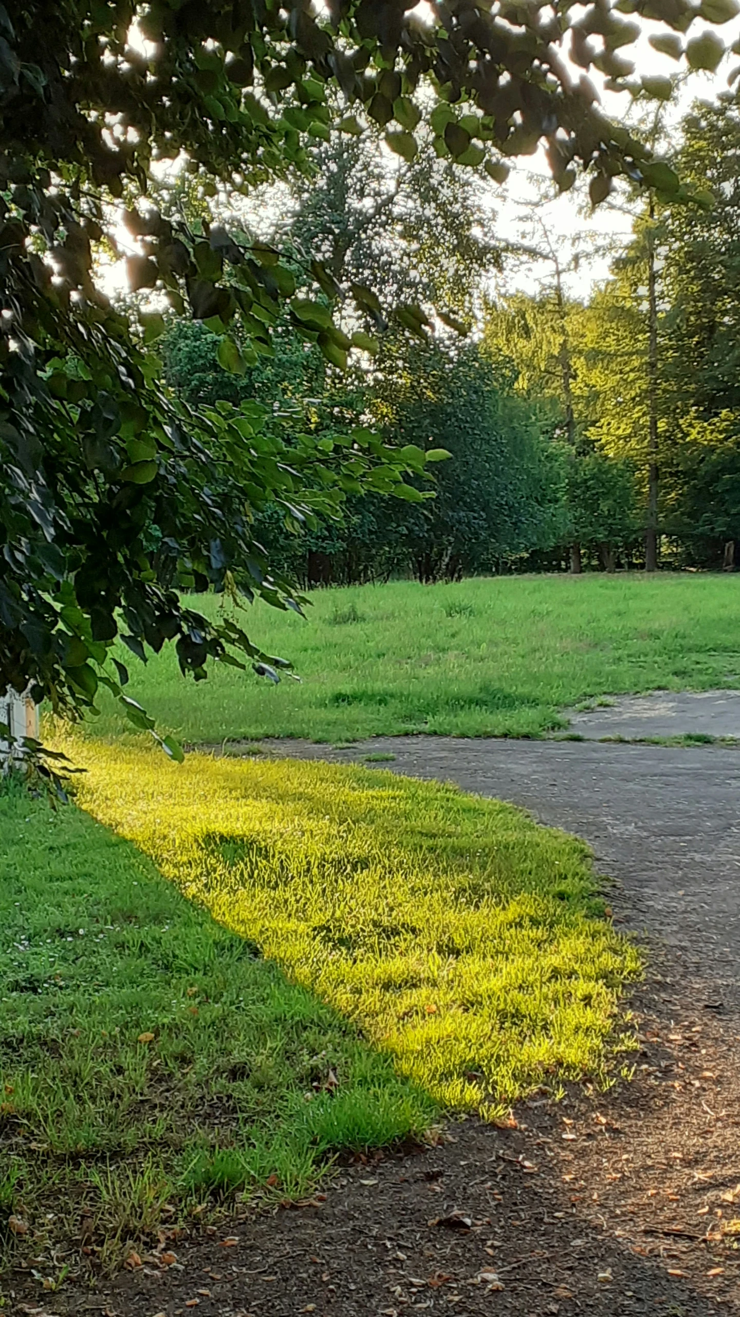 an image of some trees and grass in the background