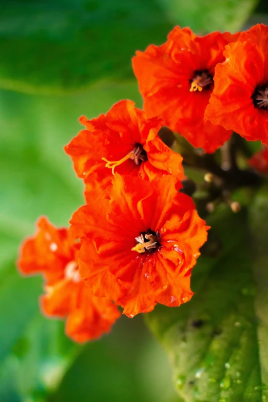 two orange flowers with water drops all over them