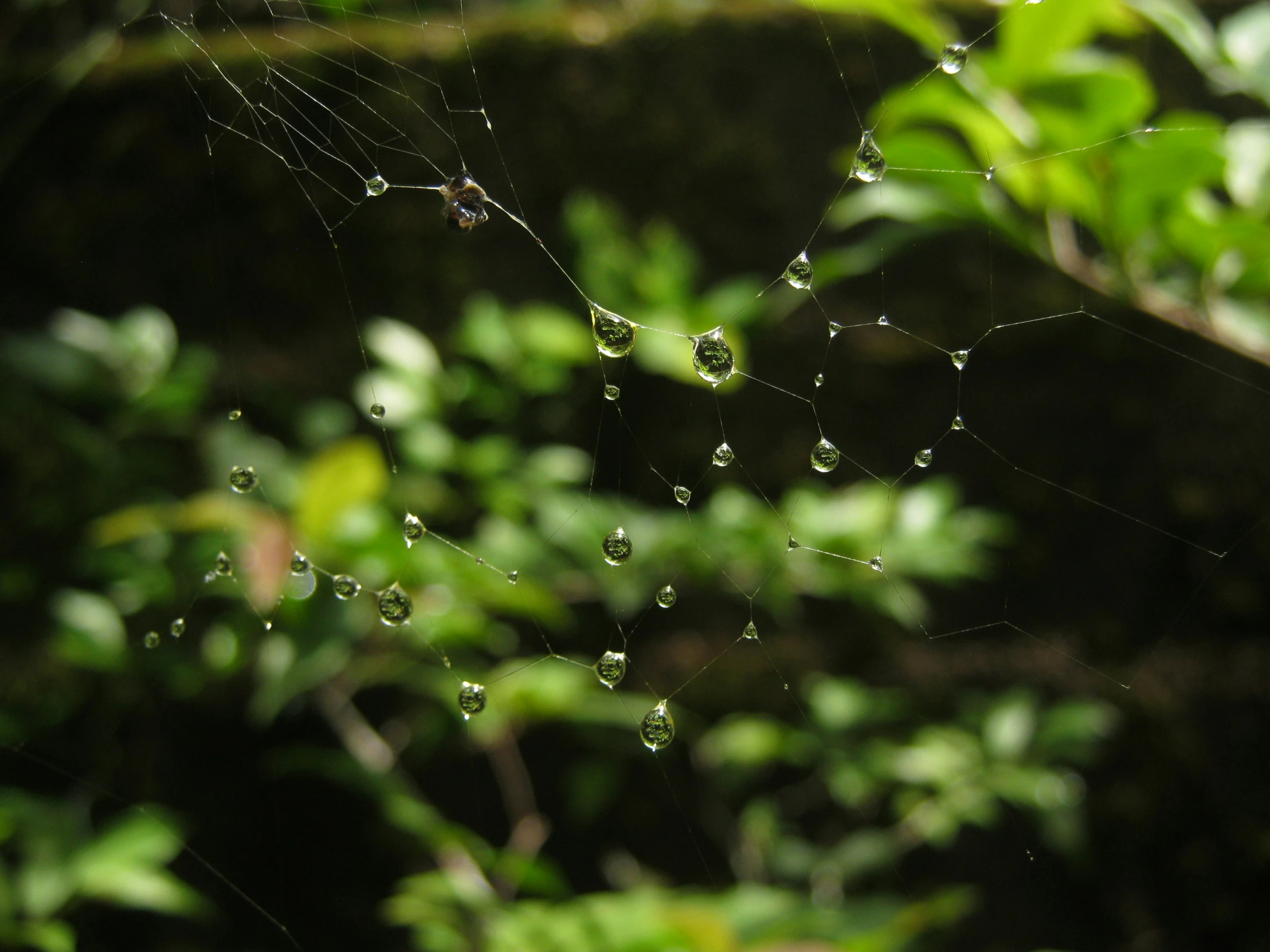 a large spider web with drops of dew