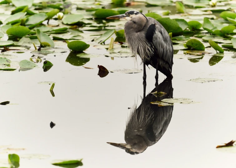 a bird standing on top of a body of water