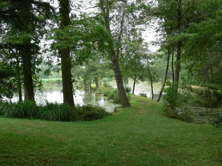 green park area with water and trees