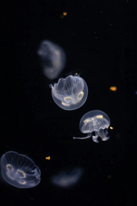 a group of jelly fish swimming across a black background