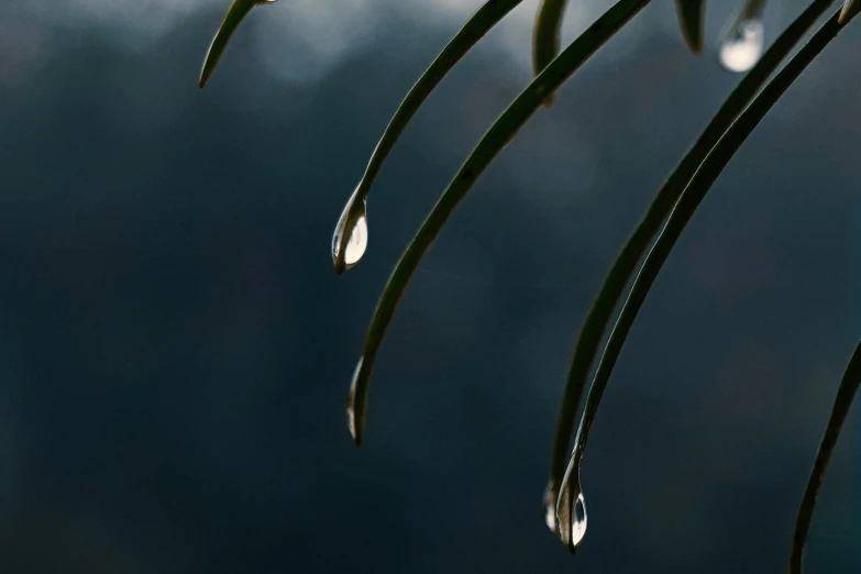 three drops of water hanging from leaves in front of a sky
