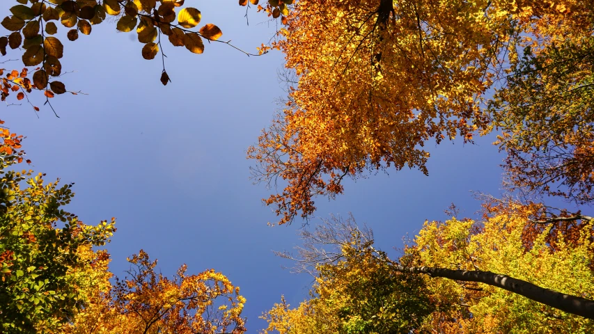 fall colors and nches in the trees on a sunny day