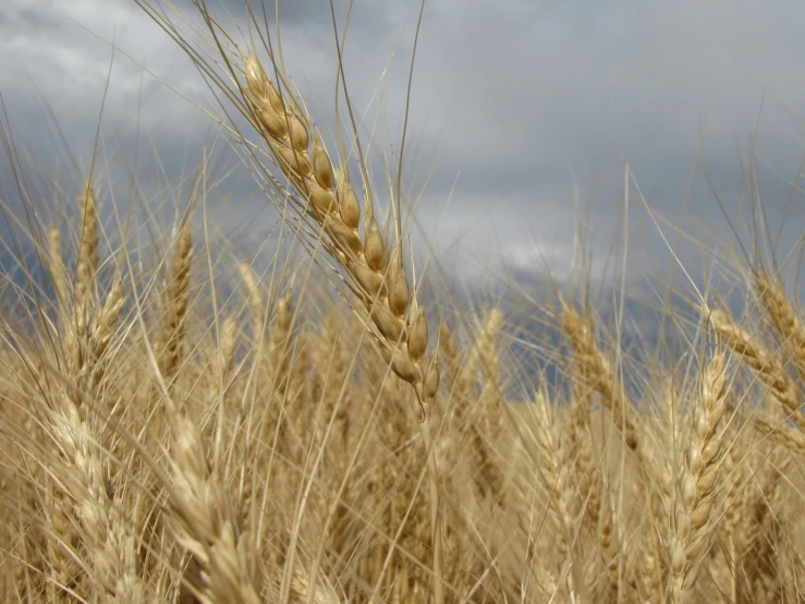 a field with some brown grain growing in it