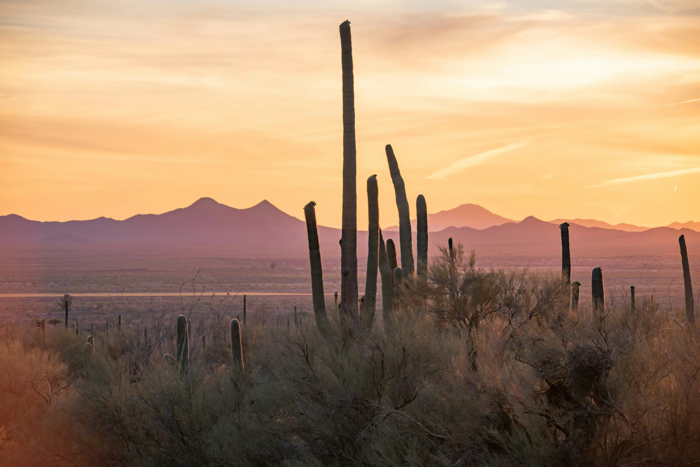 a cactus area with a mountain range in the background