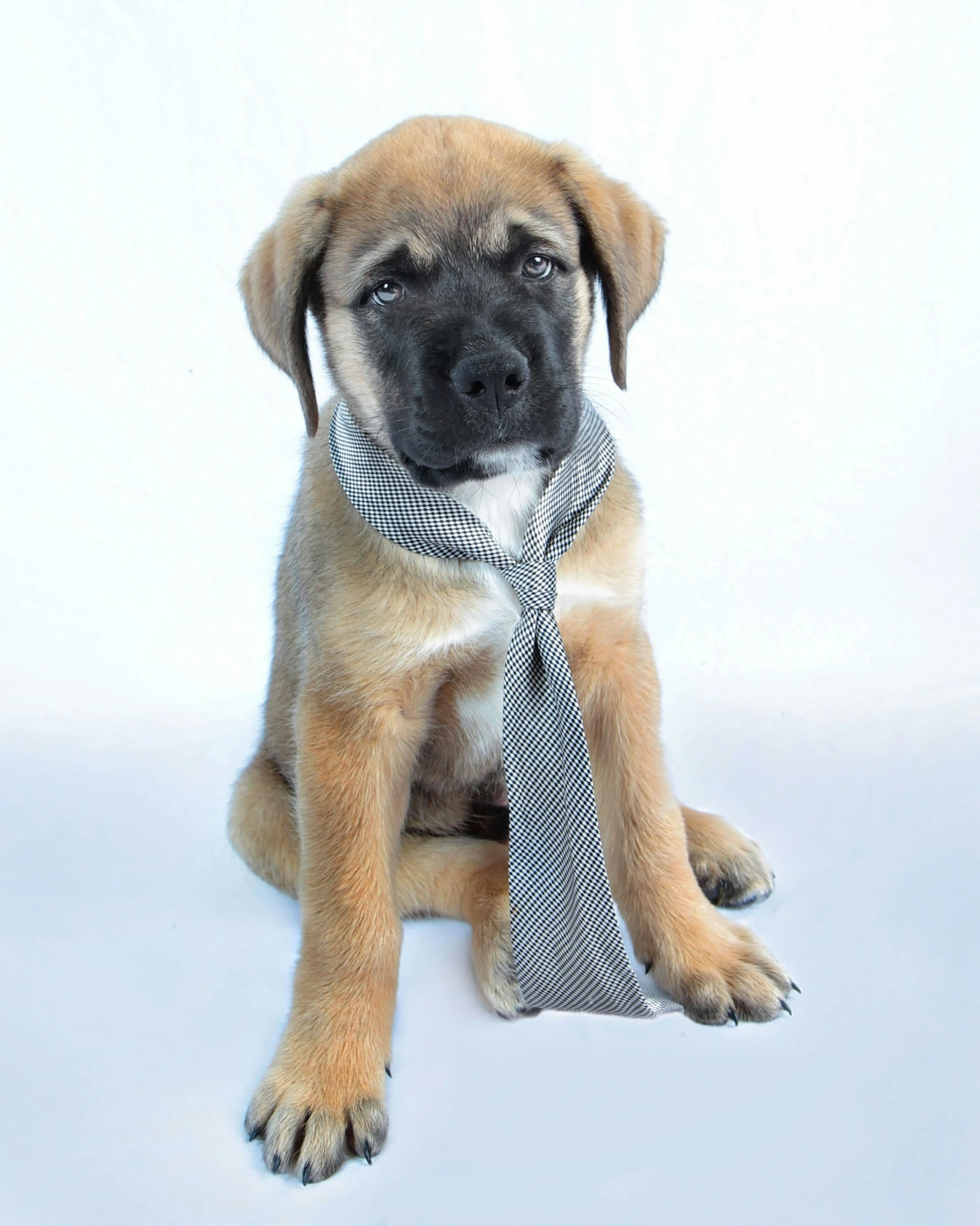 dog sitting wearing a tie on white background