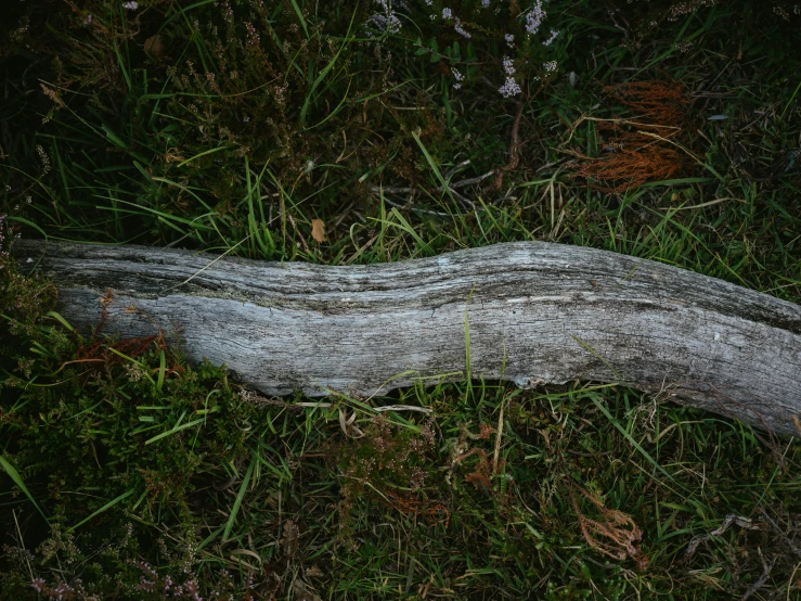 a fallen tree is lying on the ground