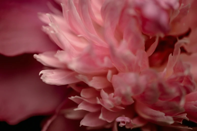 closeup view of a pink flower taken close up