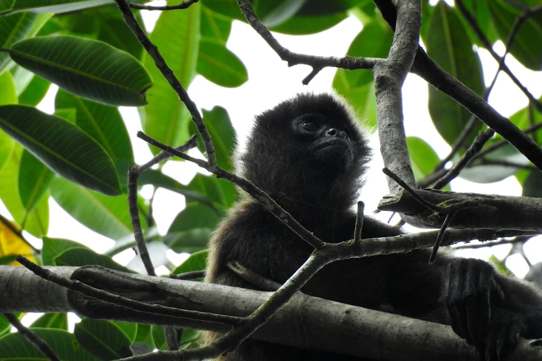 a monkey in the tree looking around