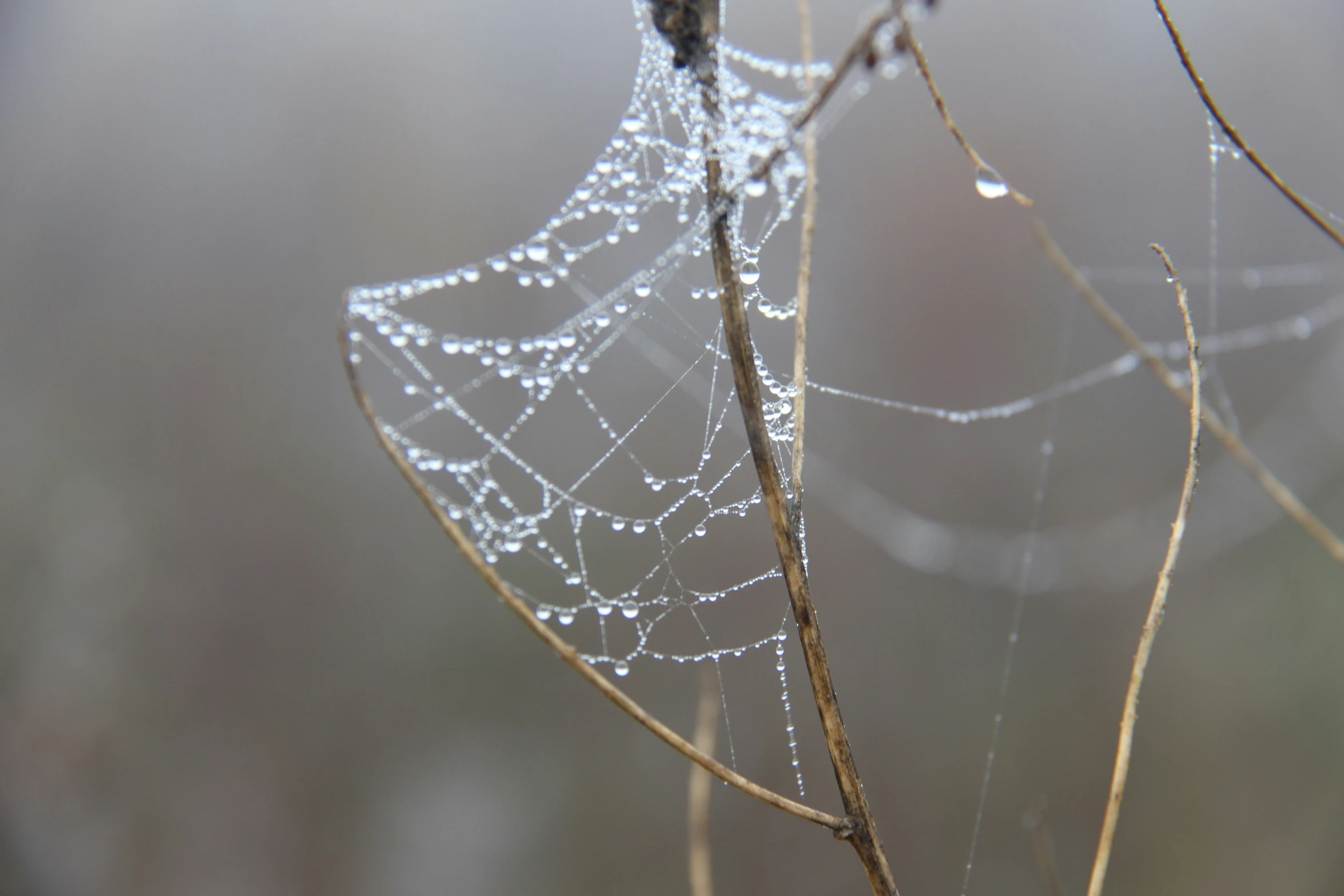 water droplets on a leaf are visible in this po