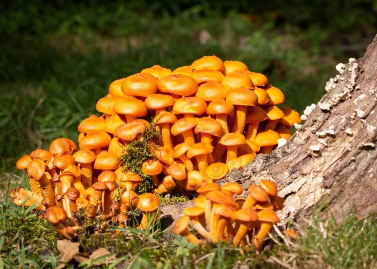 many orange mushrooms growing on a tree stump