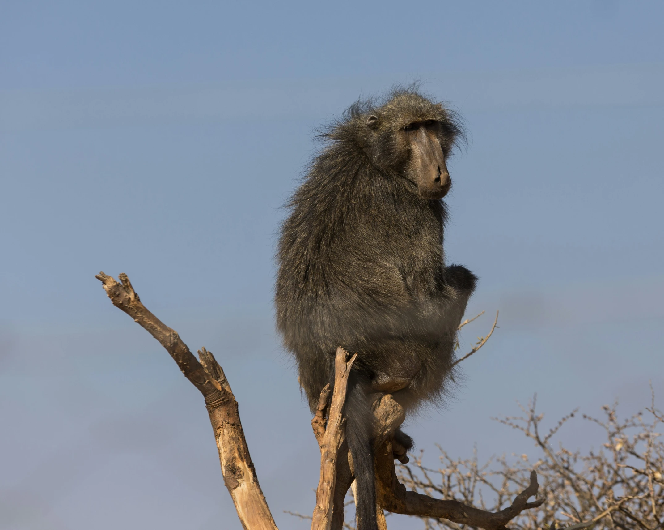 a baboon sitting in a tree during the day