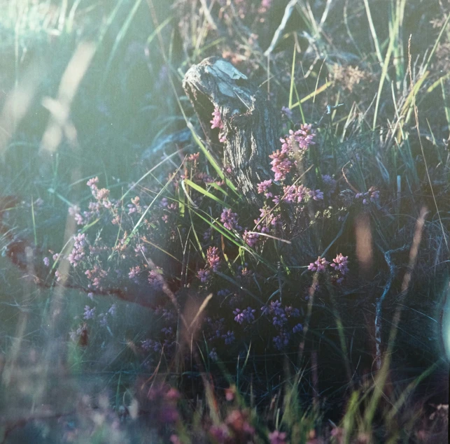 there are some grass and pink flowers in the field