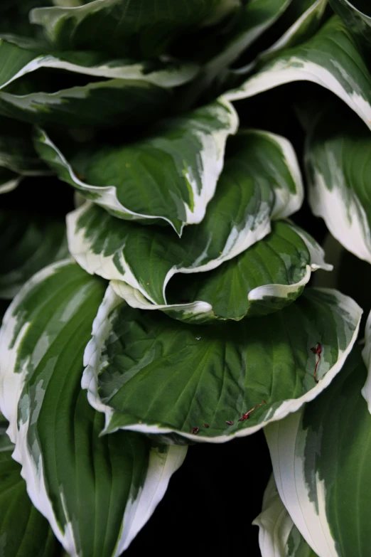 the large plant has white stripes on it