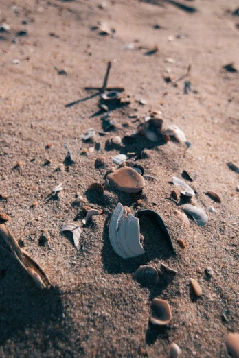 shells on a sandy beach on a sunny day