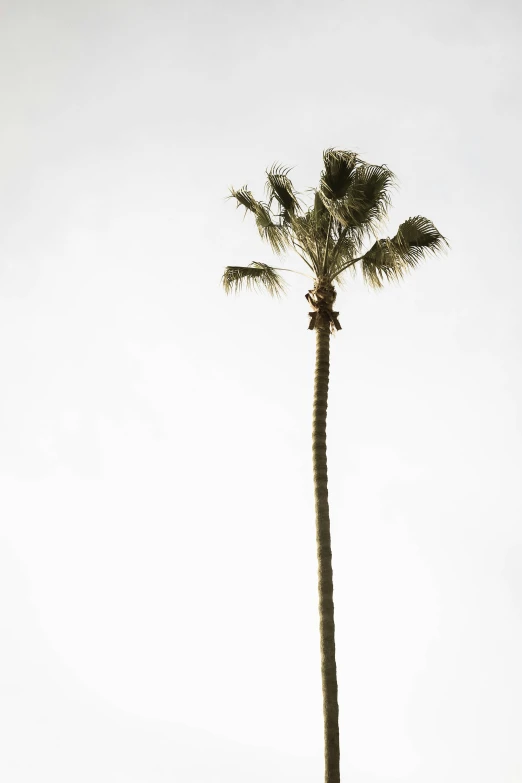 a tall tree in front of an ocean and sky