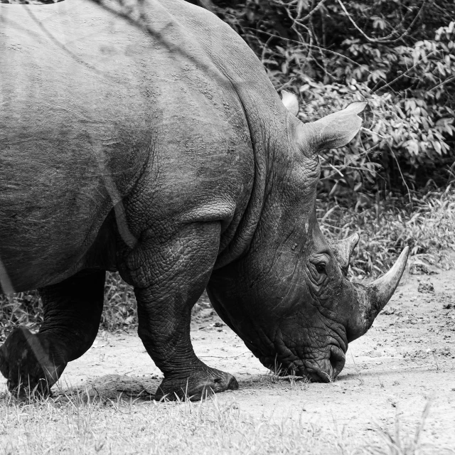 a rhinoceros grazing in the wild in black and white