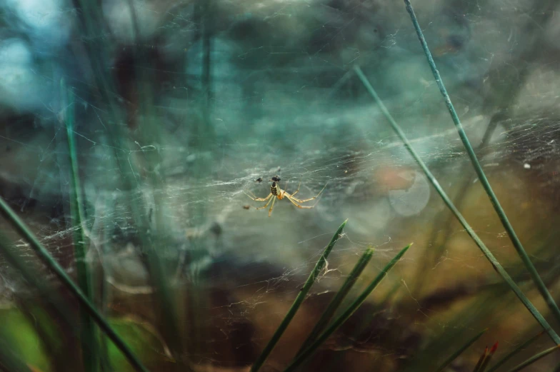 a spider is in the center of web, next to a leafy vegetation