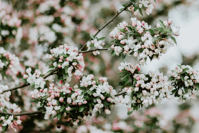 pink and white blossoms blooming on tree limbs