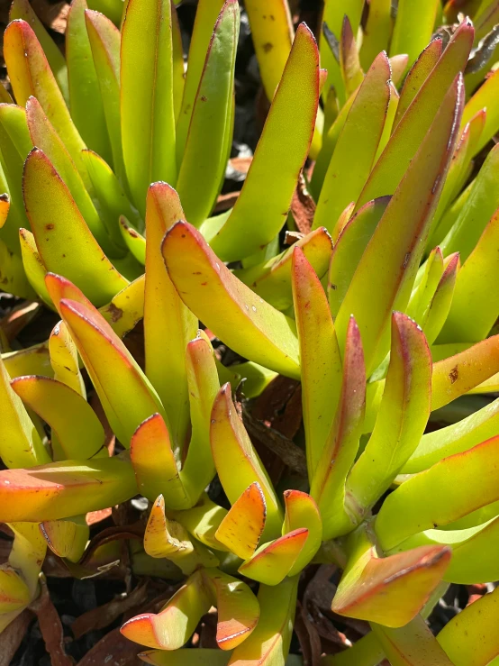 a close up image of a group of green leaves