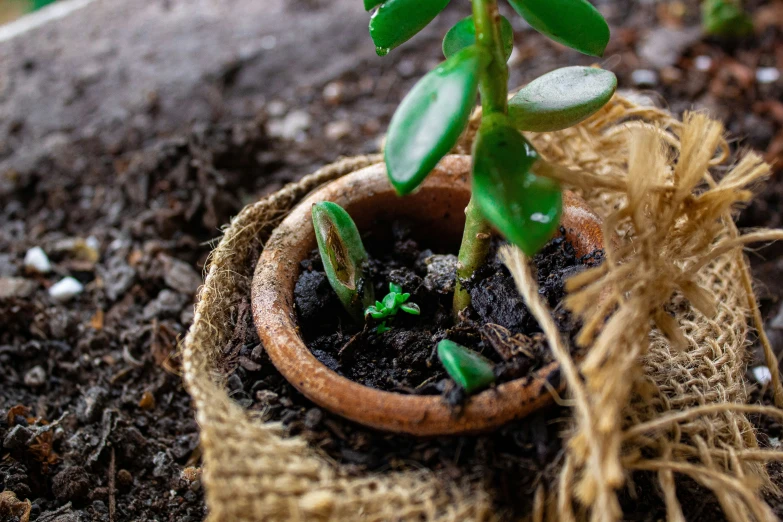 a small potted plant in a burlocked soil