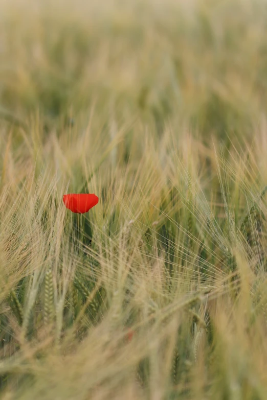 an empty red flower is sitting in a field of tall grass