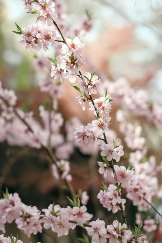 several flowers blooming together in the woods