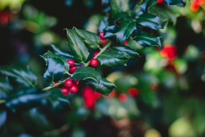 holly berries in full leaf with red and green leaves