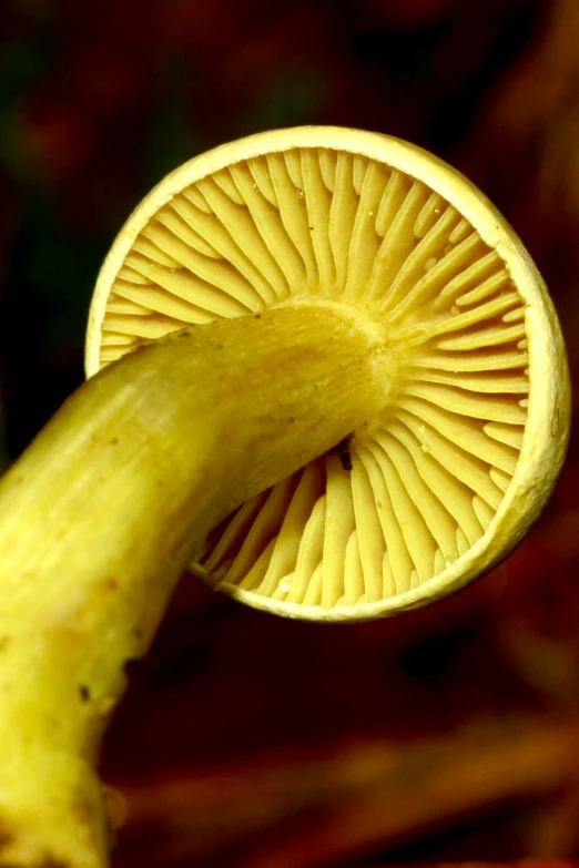 a yellow mushroom has been sliced in half