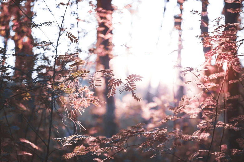 some pinky foliage in front of a lot of trees