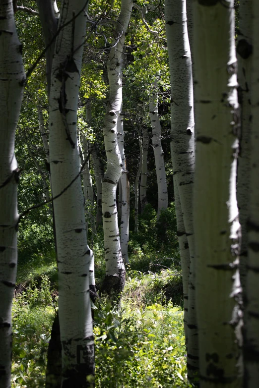 a number of white trees in a grassy area