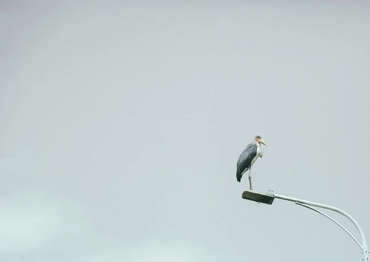 a bird standing on a light pole in the sky