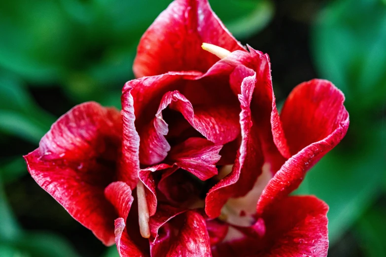 a single red flower with a blurry background