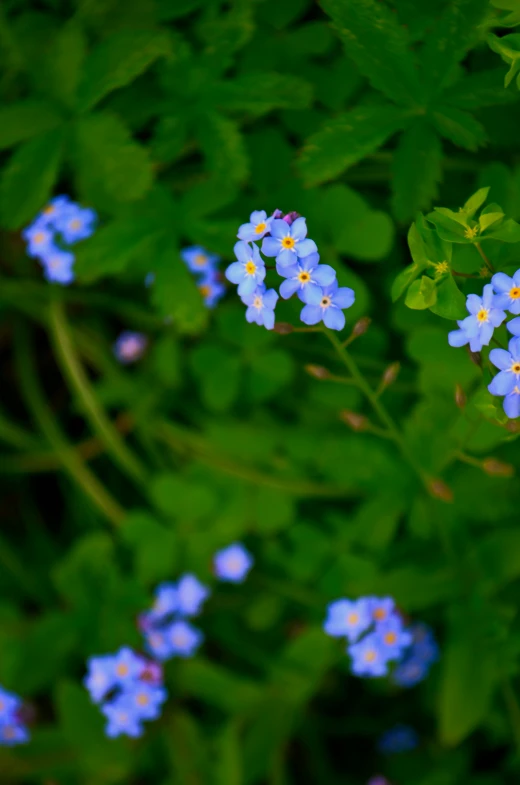 small blue flowers grow near green leaves