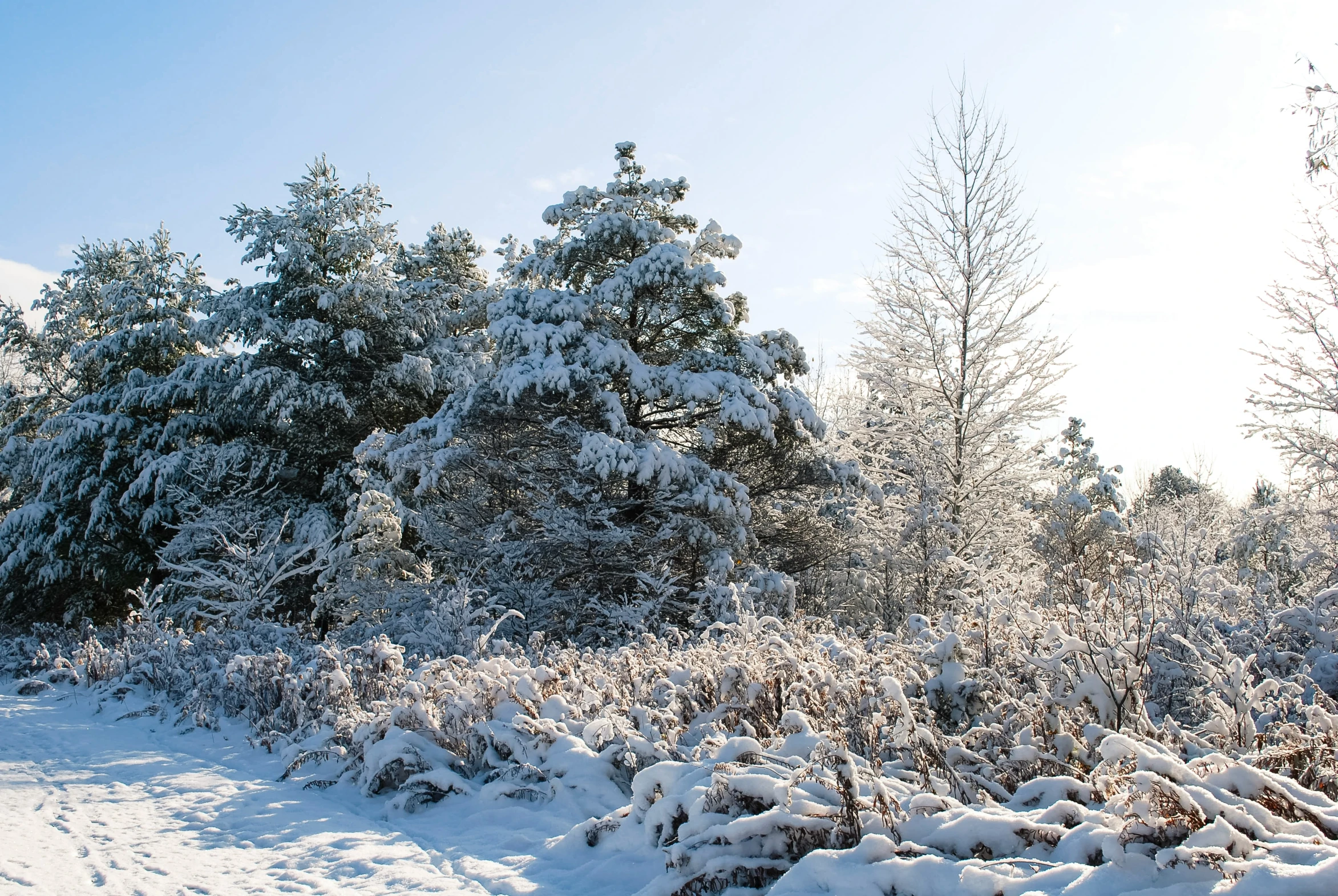 some snow trees and some sky and some snow