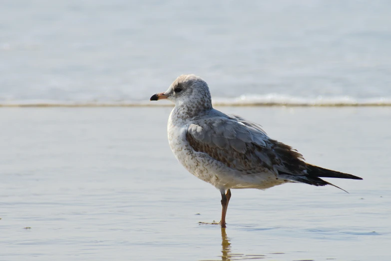 a bird is standing on the beach next to the water