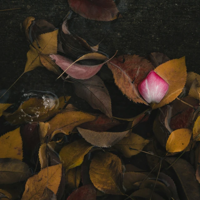 an empty flower is surrounded by yellow and red leaves