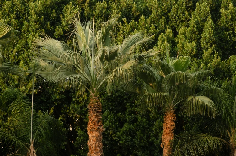 a row of palm trees stand tall against green forest