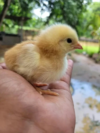 a little yellow chick sitting on the palm of someone's hand