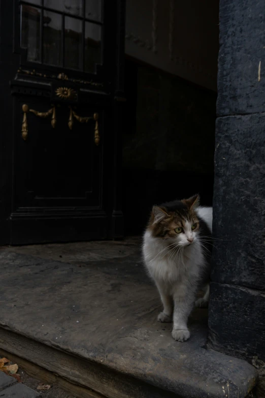 a cat that is sitting in front of a door