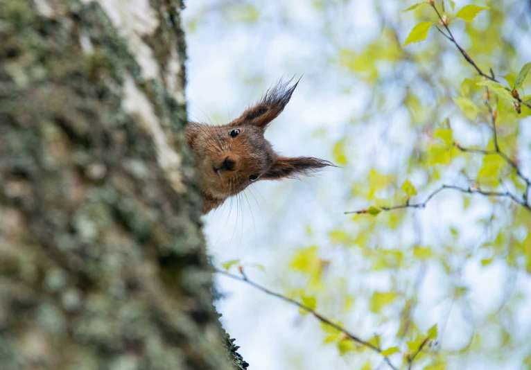 a squirrel standing up in a tree and looking at the camera